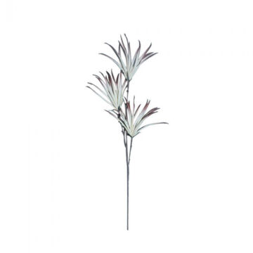 019423-Ik6Jf-first-_1