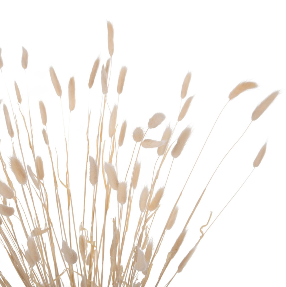 ΔΙΑΚΟΣΜΗΤΙΚΟ ΜΠΟΥΚΕΤΟ ΑΠΟΞΗΡΑΜΕΝΟ FB97959 RABBIT TAIL- CREAM 50gr 76Υεκ.