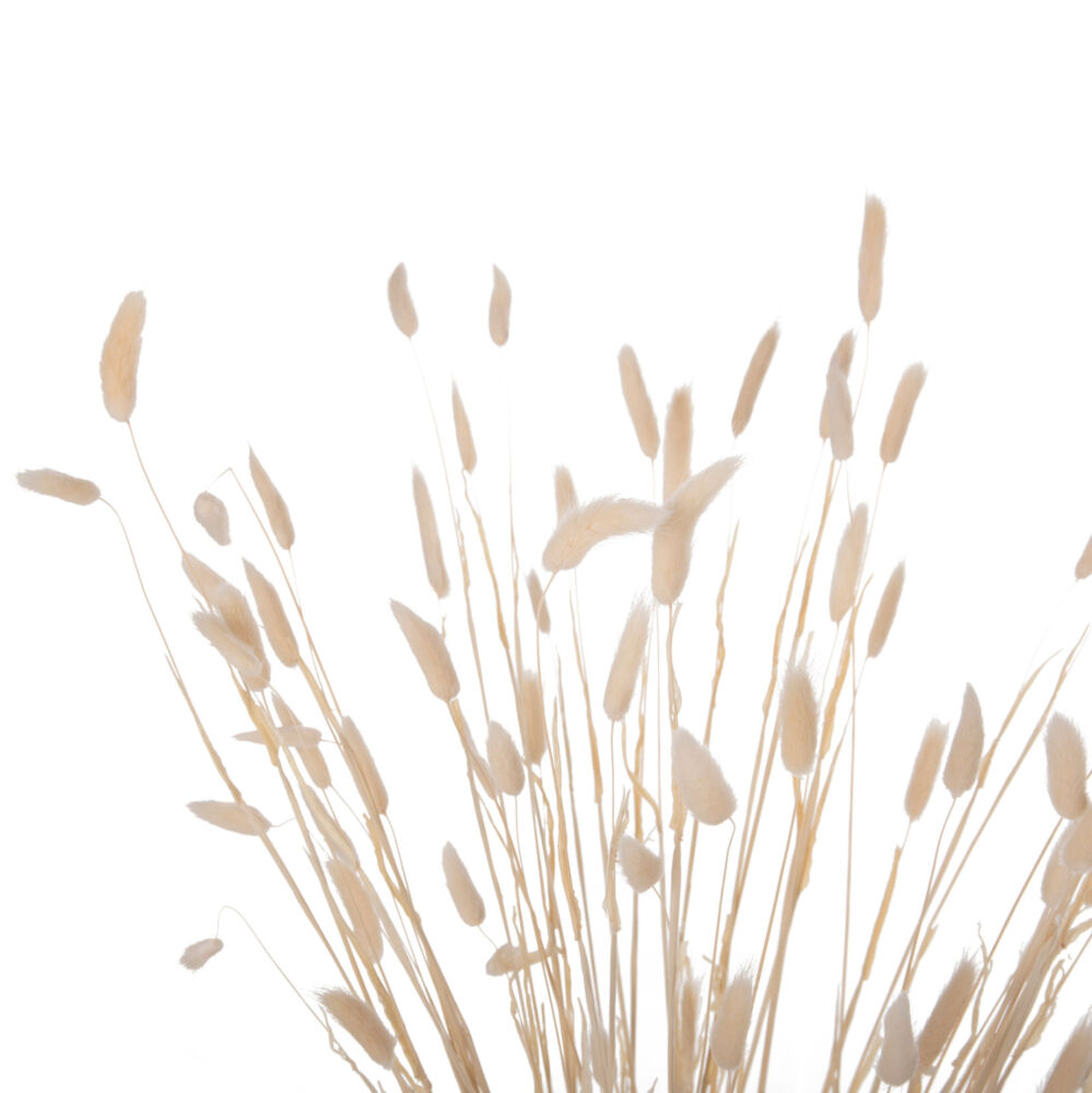 ΔΙΑΚΟΣΜΗΤΙΚΟ ΜΠΟΥΚΕΤΟ ΑΠΟΞΗΡΑΜΕΝΟ FB97959 RABBIT TAIL- CREAM 50gr 76Υεκ.