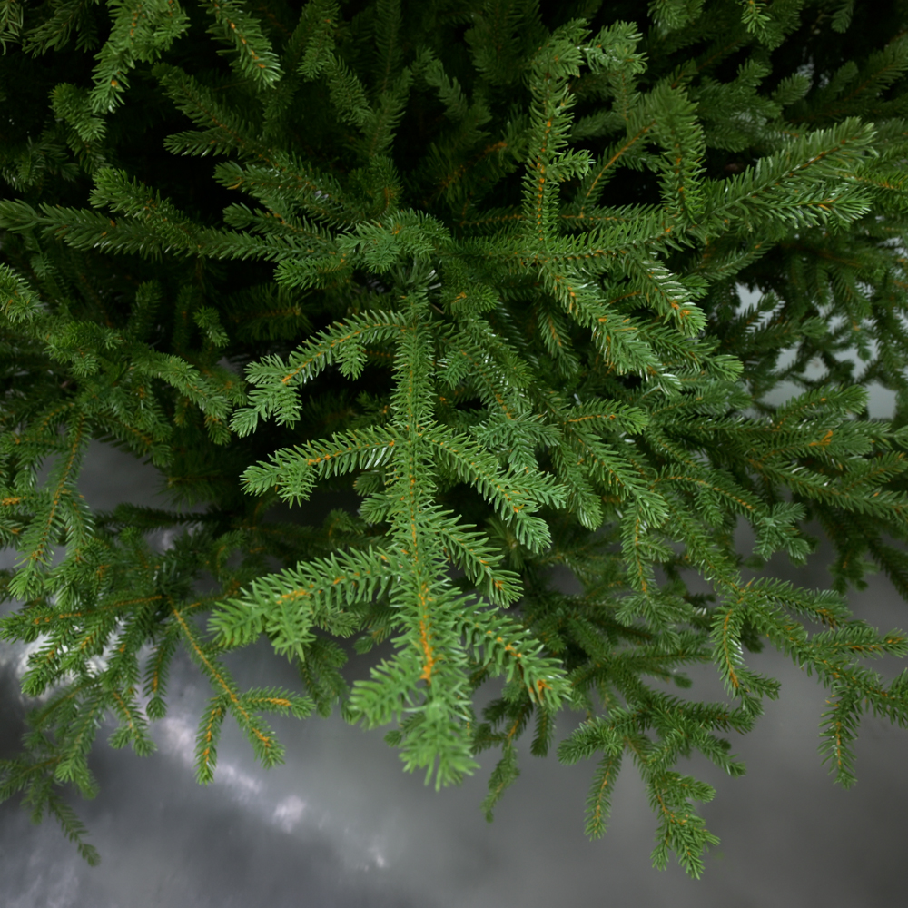 EMERALD SPRUCE ΧΡΙΣΤΟΥΓΕΝΝΙΑΤΙΚΟ ΔΕΝΤΡΟ 115x115x180cm PE/PVC ΠΡΑΣΙΝΟ